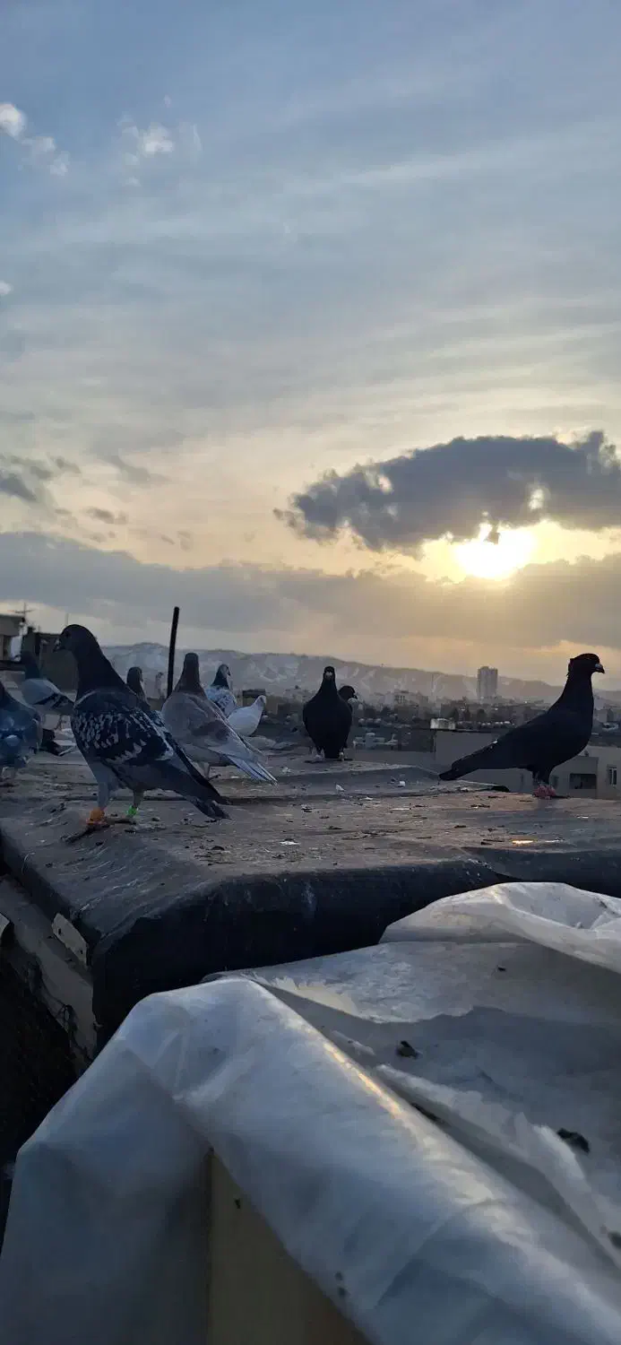 کبوتر بومب|پرنده|مشهد, تربیت (صدف)|دیوار