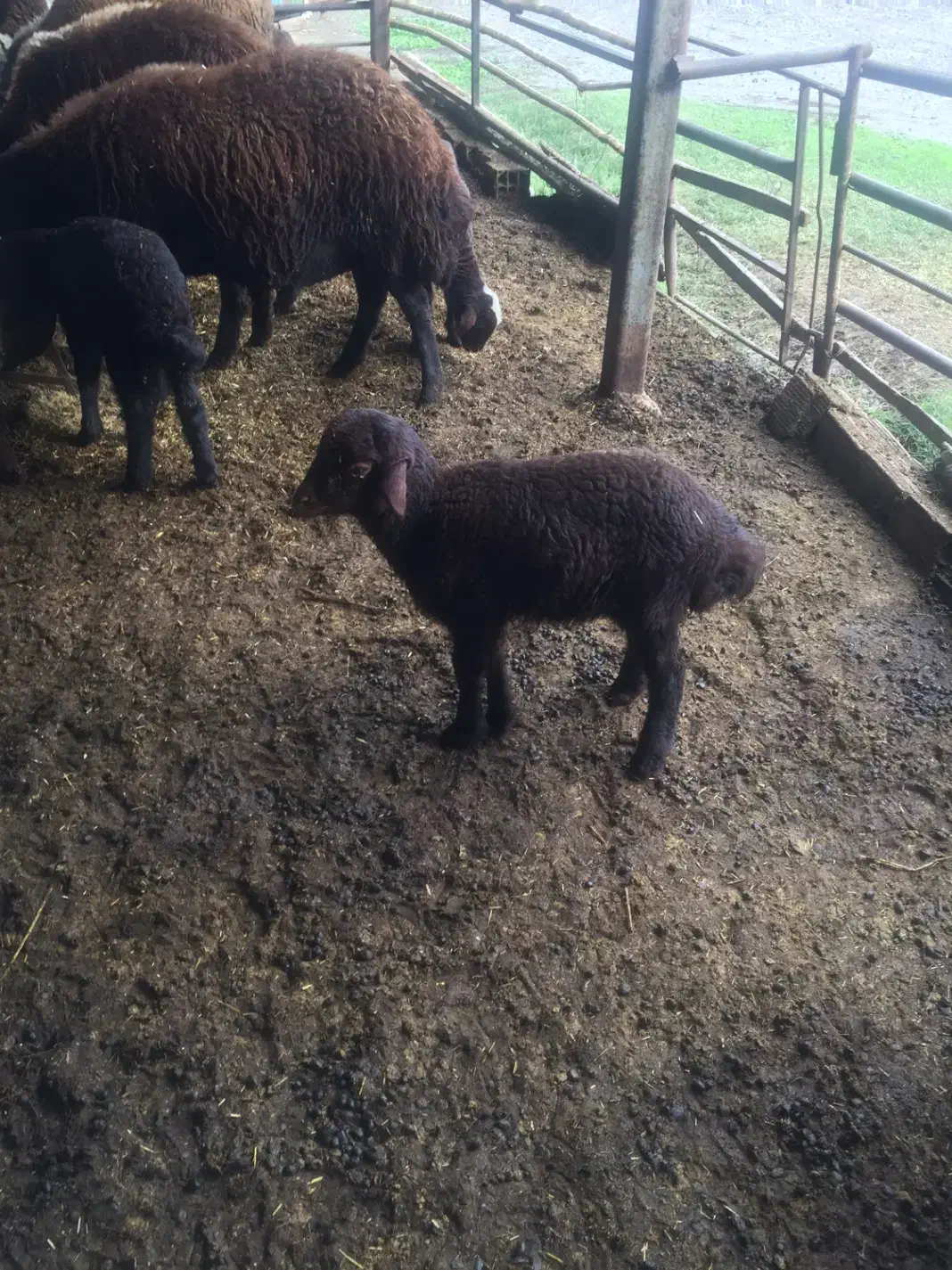 دوعدد بره خوراک خور|حیوانات مزرعه|گرگان, |دیوار