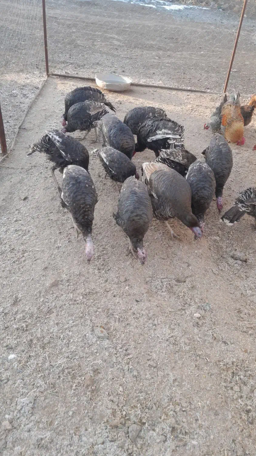 بوقلمون|حیوانات مزرعه|خوشاب, |دیوار