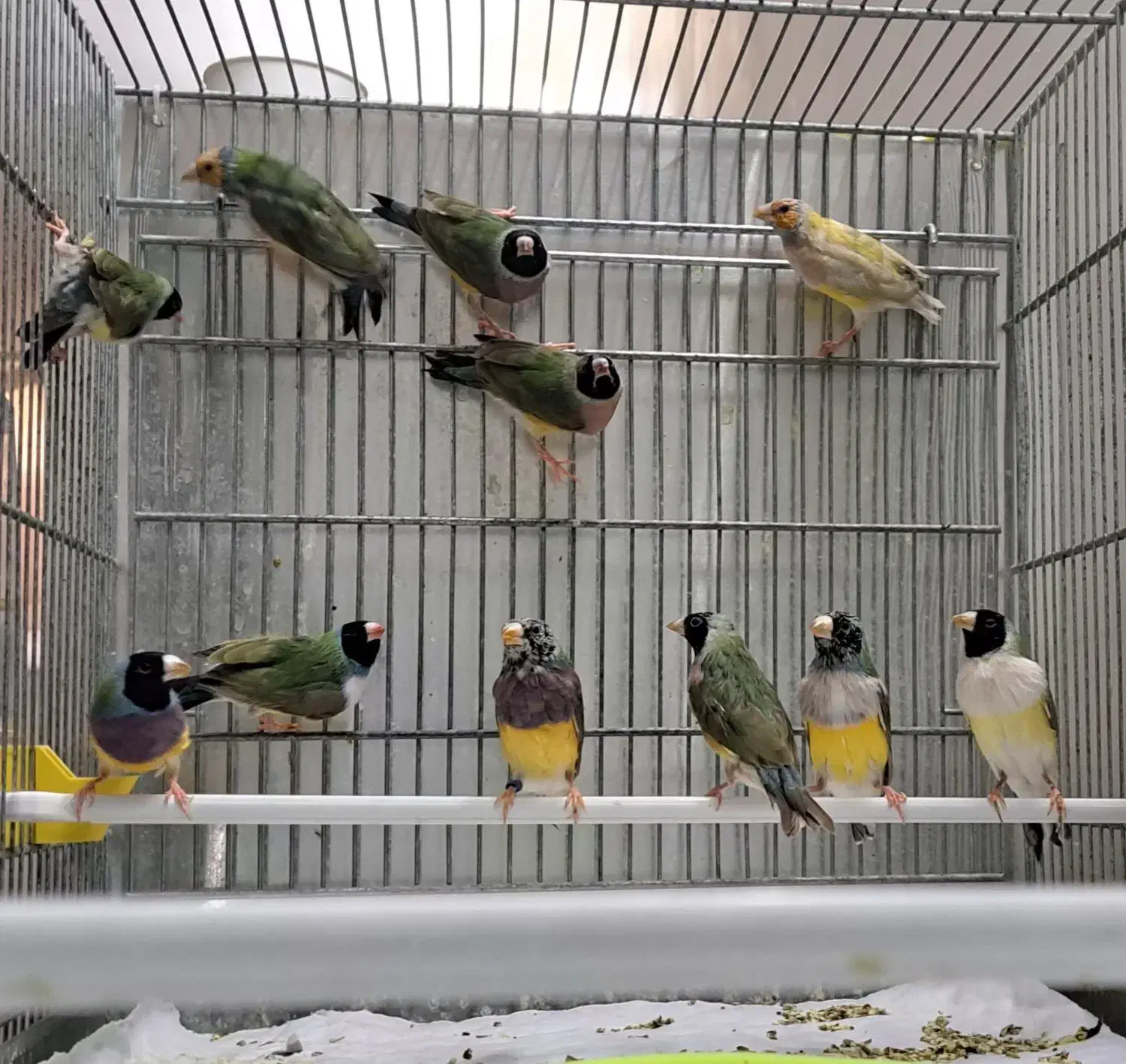 فنچ گلدین|پرنده|قم, هفت تیر|دیوار