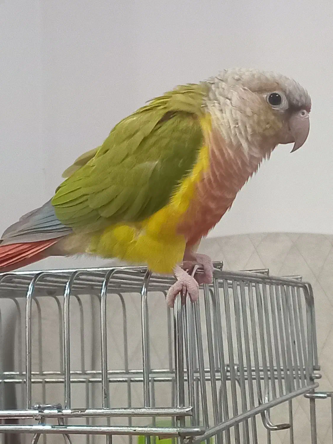 گیرینچیک کاملادستی ورام|پرنده|رشت, آب و برق|دیوار