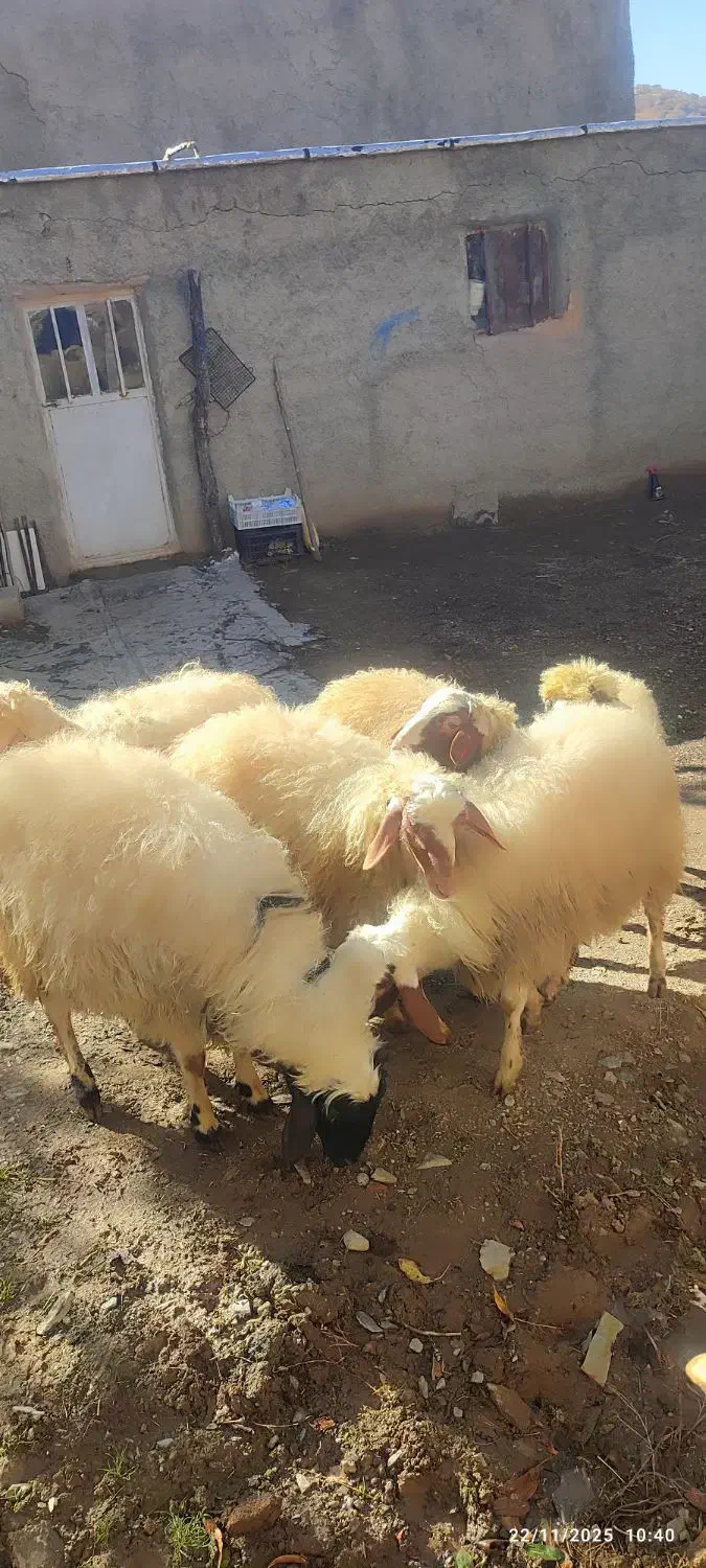 کاور نر گوشتی  6 عدد|حیوانات مزرعه|مریوان, |دیوار