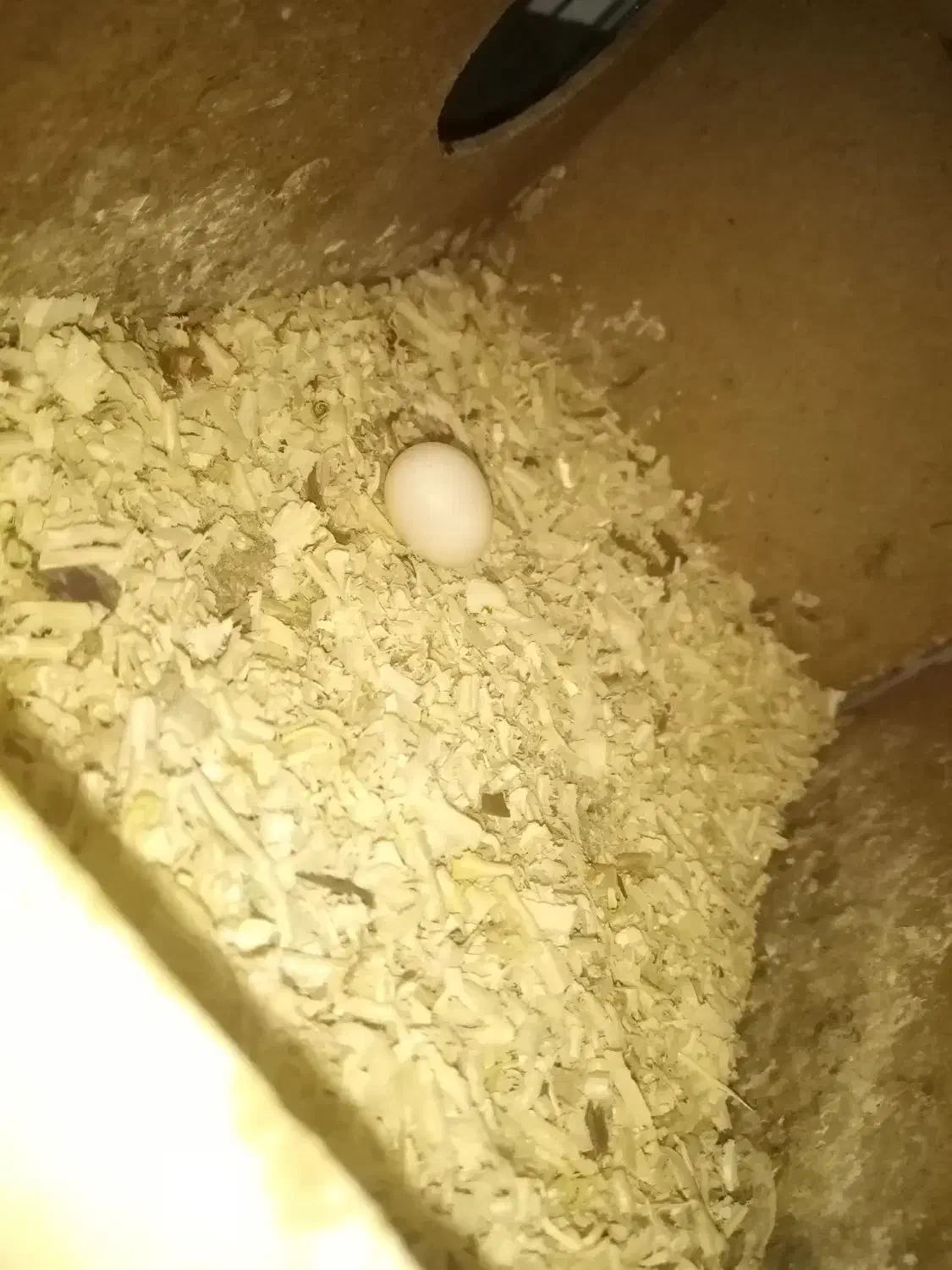 عروس جفت رو تخم|پرنده|آشخانه, |دیوار