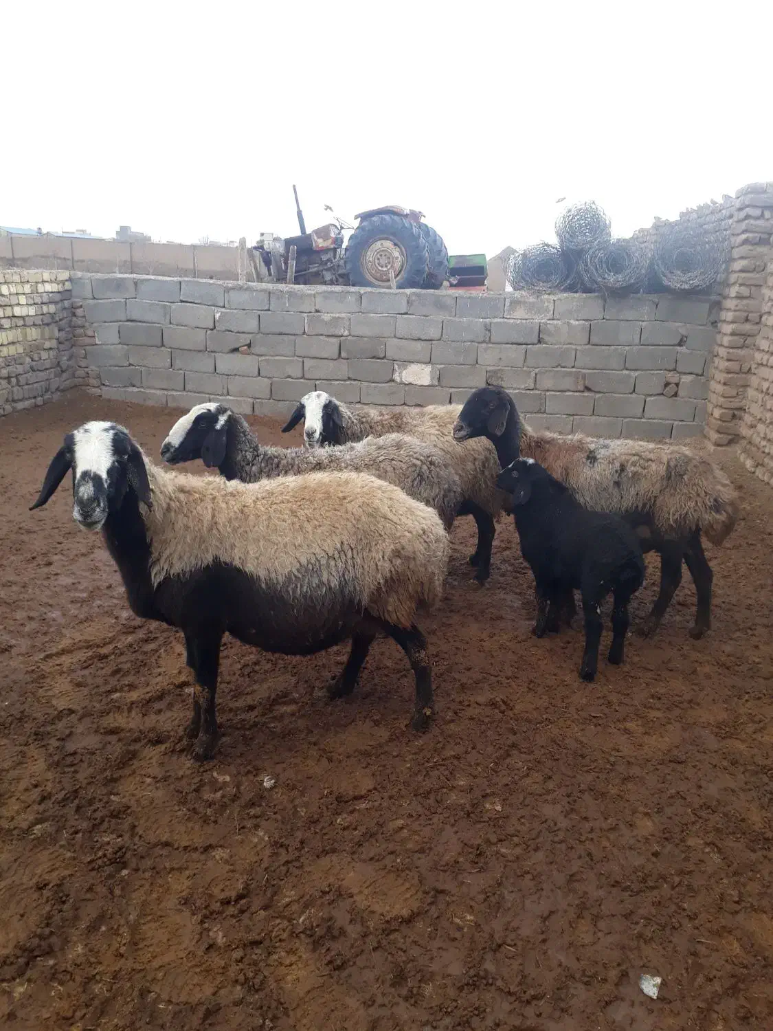 میش شال بره دار|حیوانات مزرعه|بوئین زهرا, |دیوار