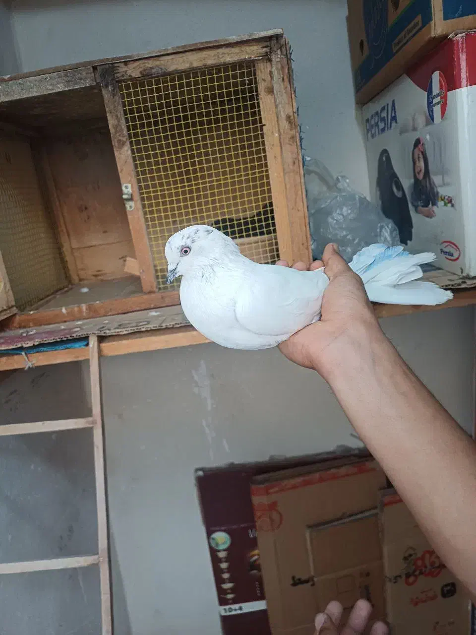 کفتر زیر کت رنگی پاپر گمشده|حیوانات|فردوسیه, |دیوار