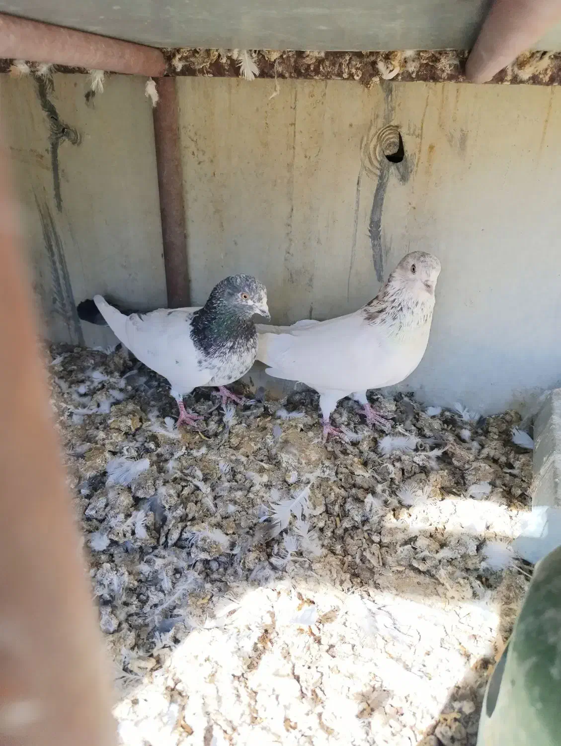 دوتا نر|پرنده|داران, |دیوار