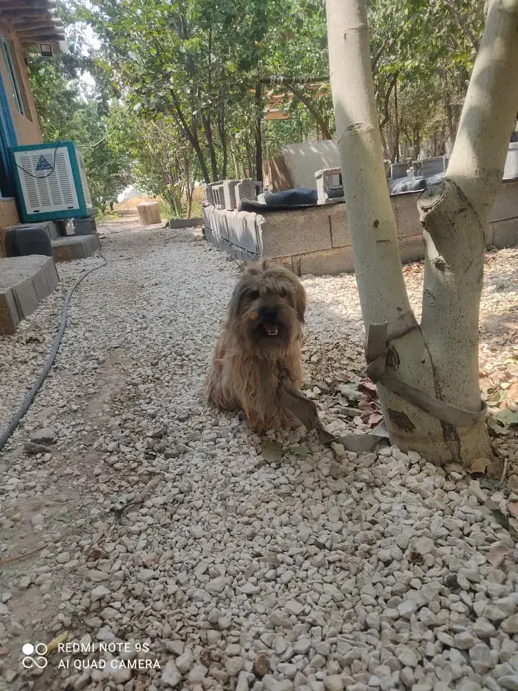 باهوش سگ|سگ|شیراز, لشکری|دیوار