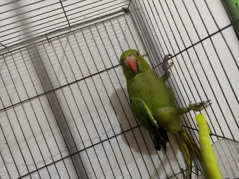 طوطی ملنگو|پرنده|شاهرود, |دیوار