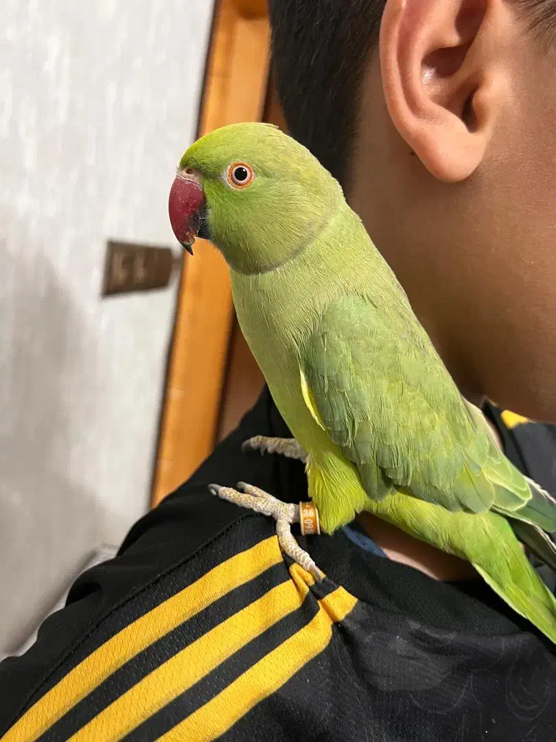 طوطی ملنگو نر|پرنده|خمینی‌شهر, |دیوار