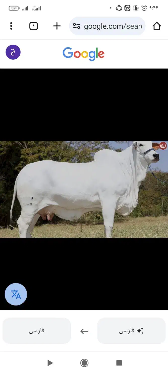 نگهبانی مجتمع دامپروری سبزوار|استخدام سرایداری و نظافت|سبزوار, قصبه غربی|دیوار