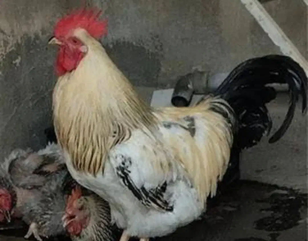 دو عدد خروس وسه عدد مرغ تخم گذار|حیوانات مزرعه|فولادشهر, A3|دیوار