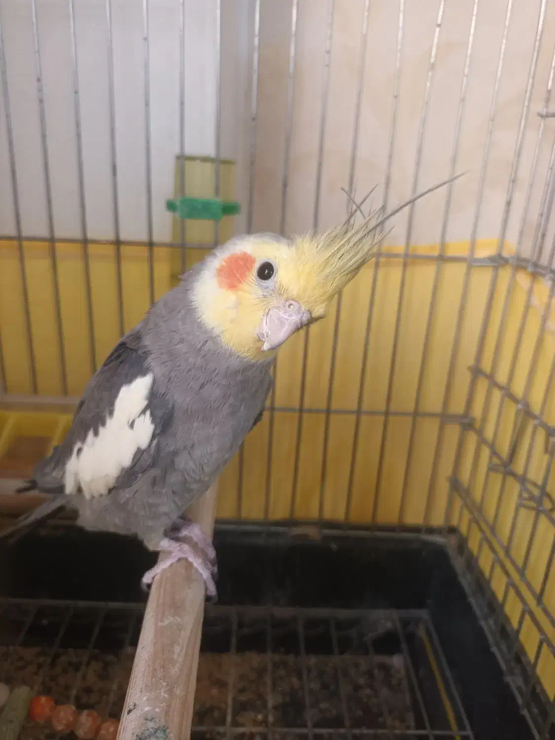 عروس هلندی دستی|پرنده|ری, جوانمرد قصاب|دیوار