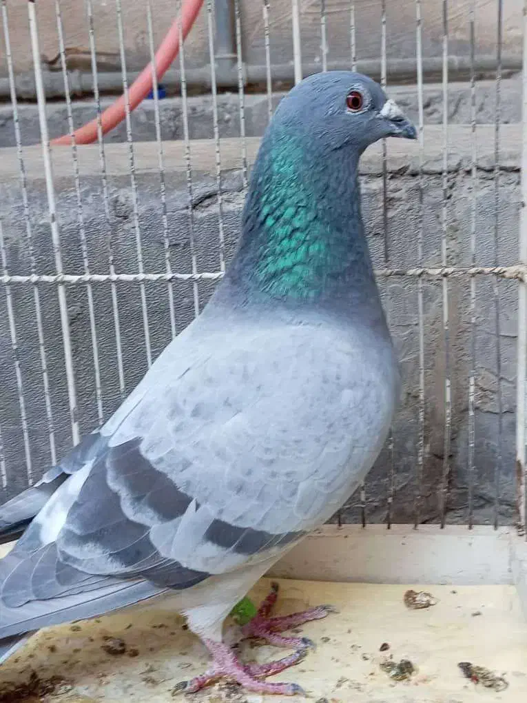 فروشی یامعاوضه هم دارم باپرنده|بدلیجات|برازجان, |دیوار