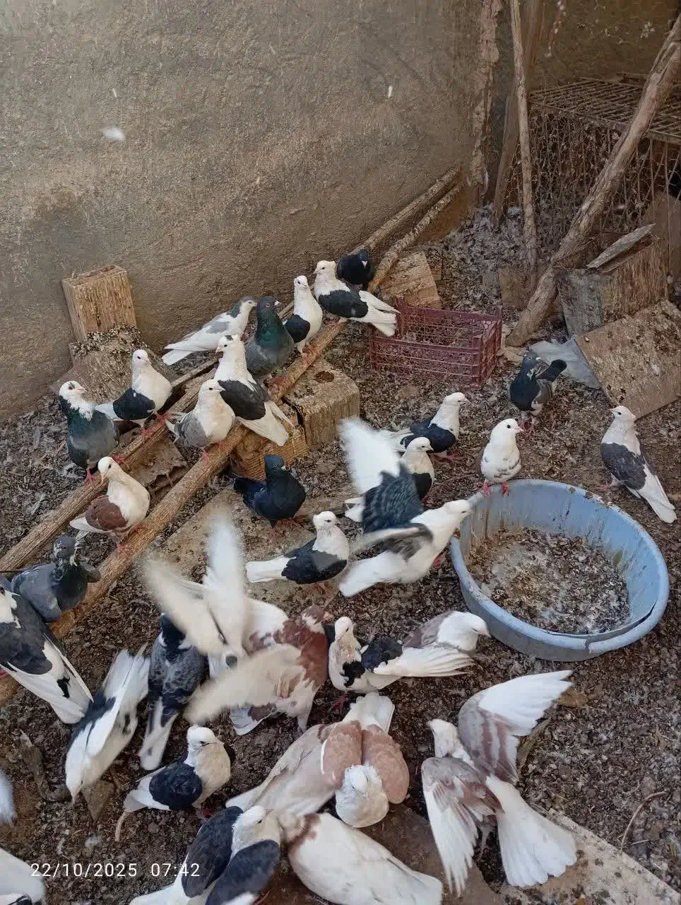 کبوتر دوکت|پرنده|زارچ, |دیوار
