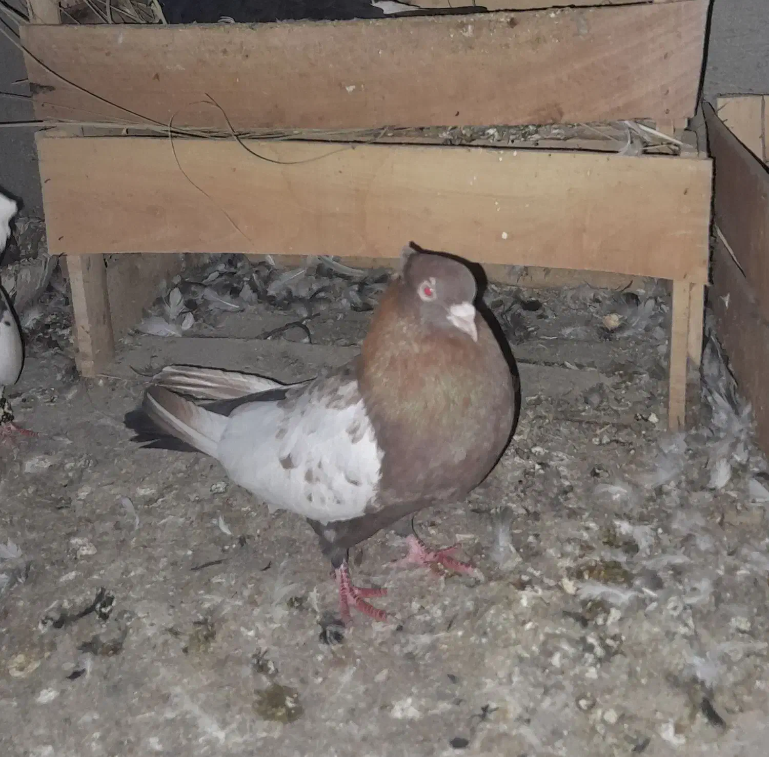 پرنده رنگی|پرنده|مسجد سلیمان, |دیوار