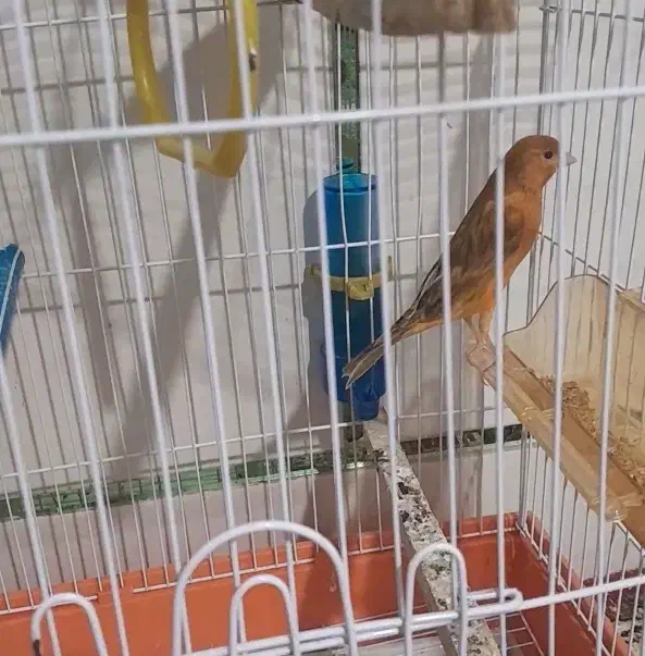 معاوضه (قناری جفت)|موبایل|مرودشت, قانون|دیوار