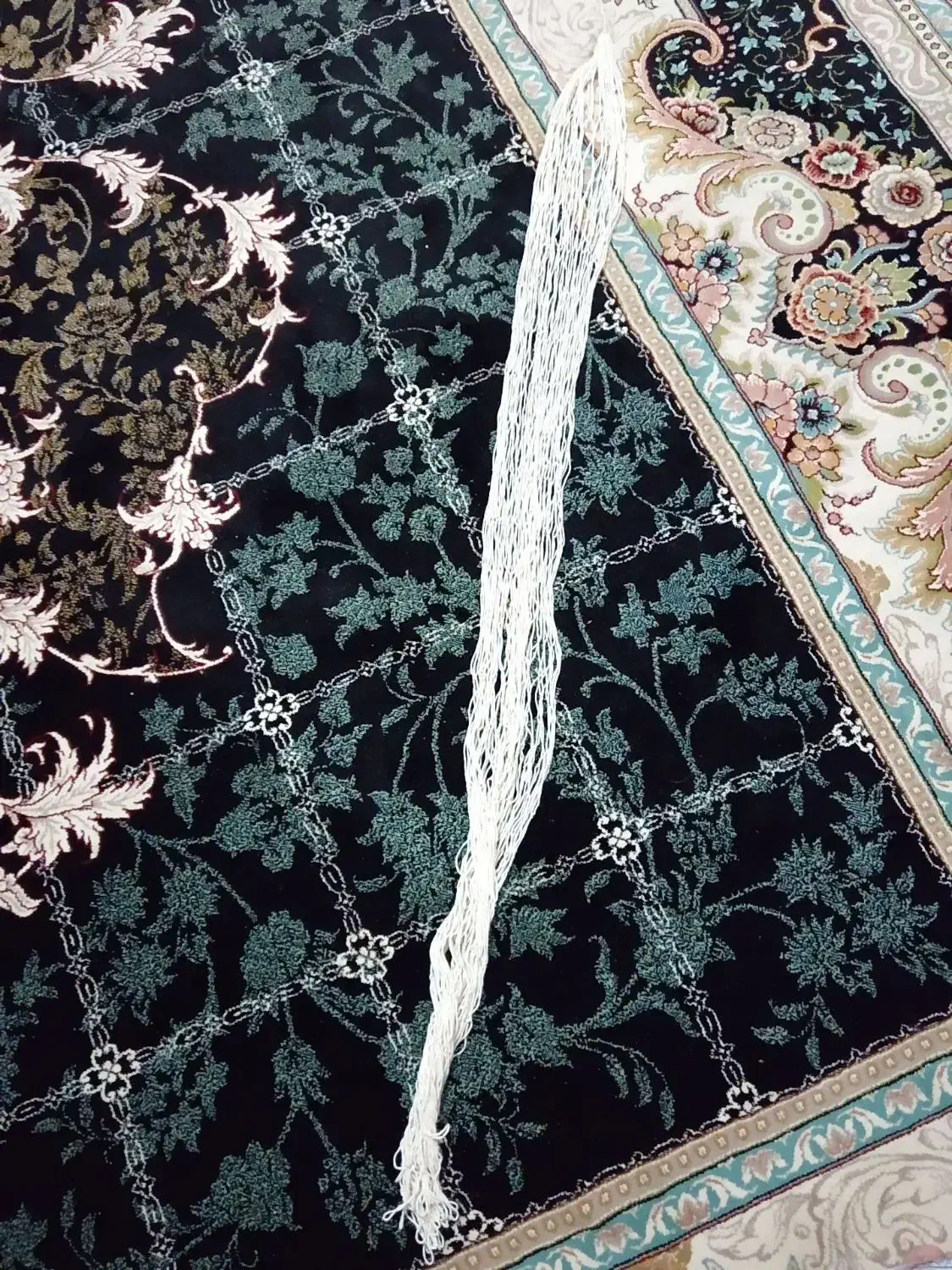 تورکبوتر|ماهیگیری|مشهد, شهرک مطهری|دیوار