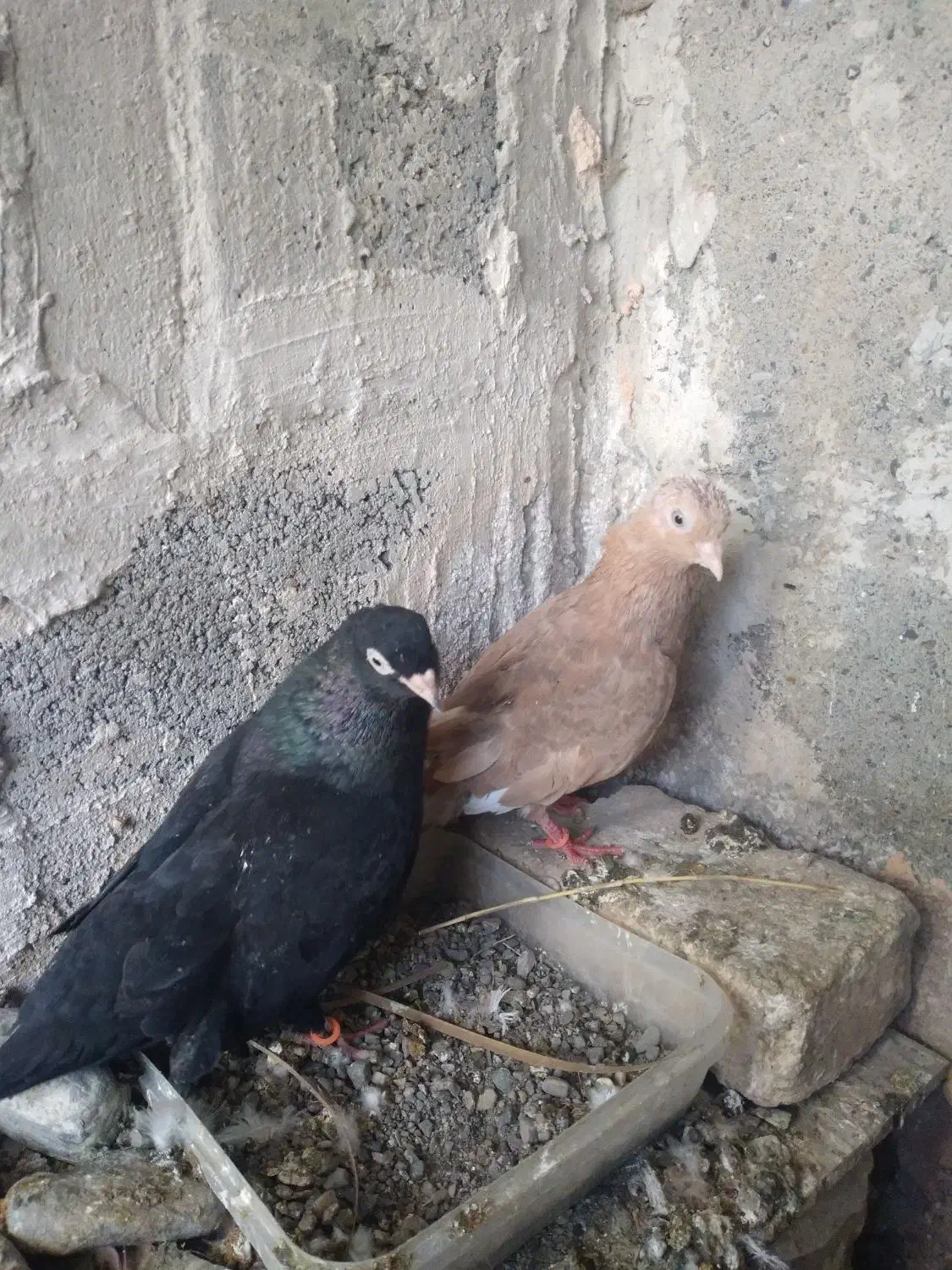 کفتر پلی|پرنده|میناب, |دیوار