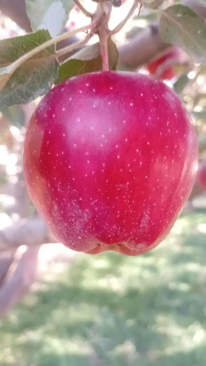 سیب قرمز درجه یک و دو درسردخانه|خوردنی و آشامیدنی|تبریز, |دیوار