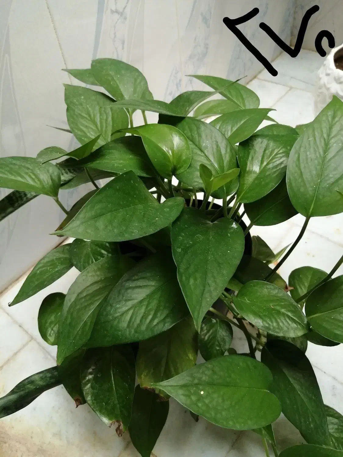 گل و گیاه|گل و گیاه طبیعی|سبزوار, جنت|دیوار