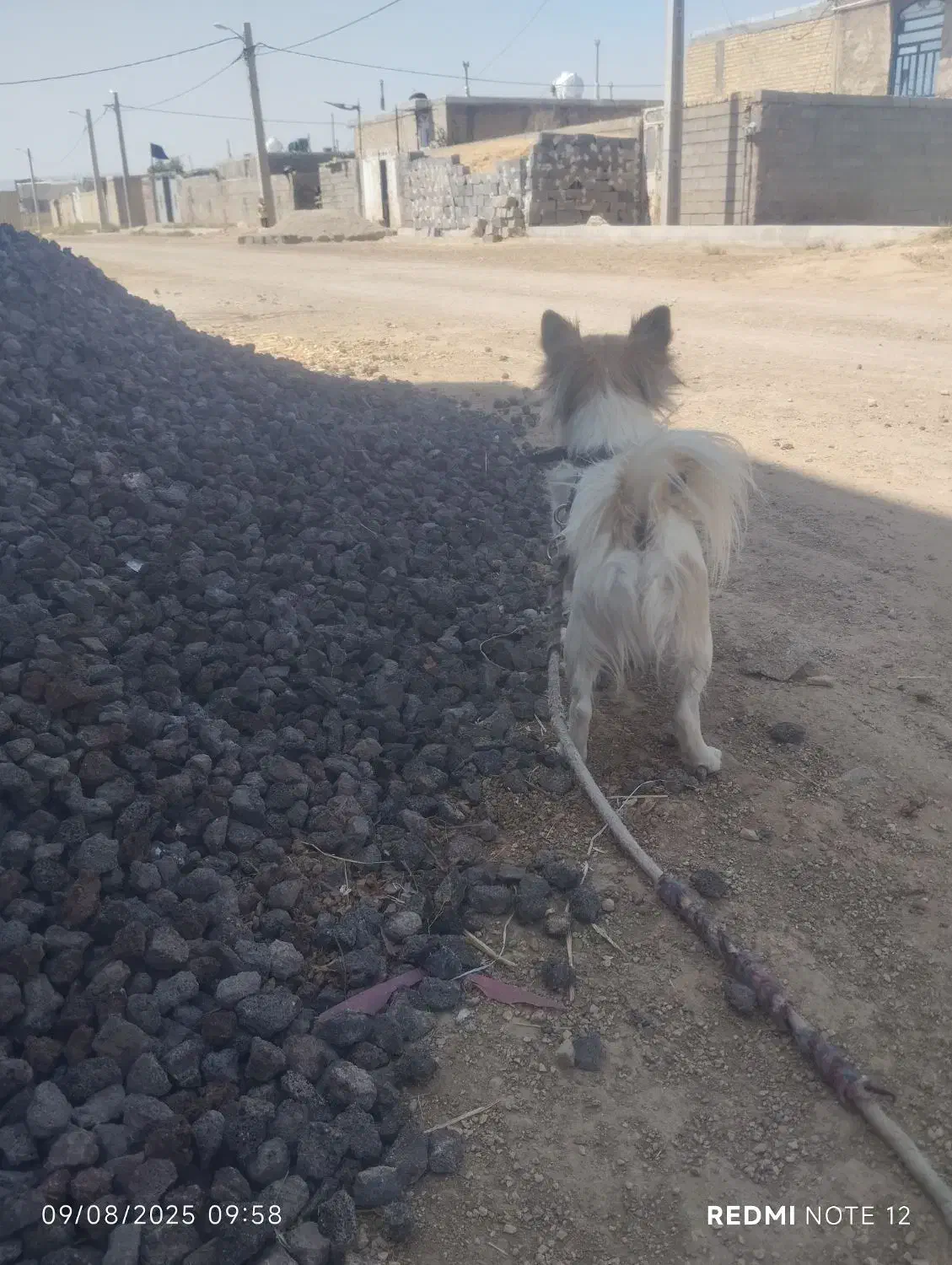 سگ پا کوتاه|سگ|رحمت‌آباد, |دیوار