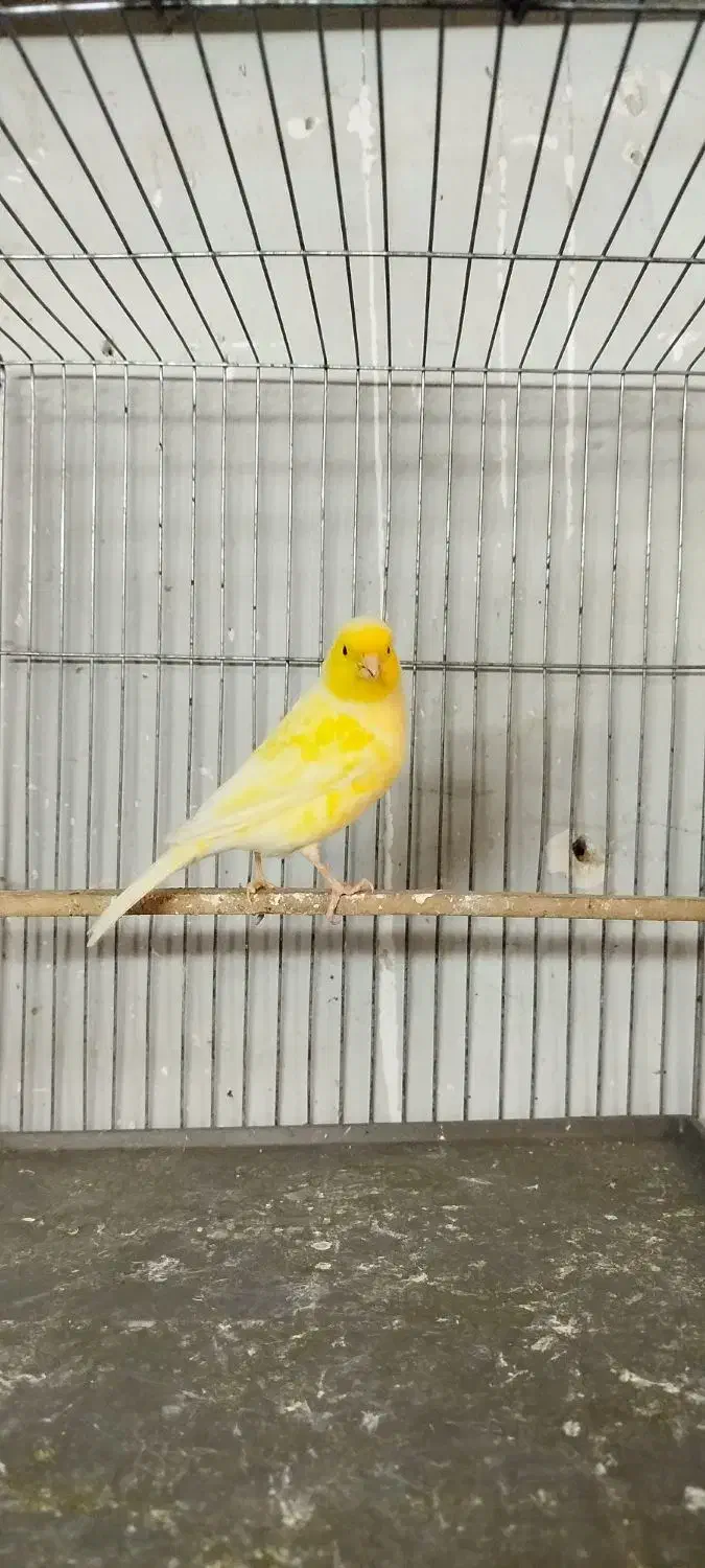 قناری نر قرص بخون و ماده|پرنده|کرج, شهرک بنفشه|دیوار