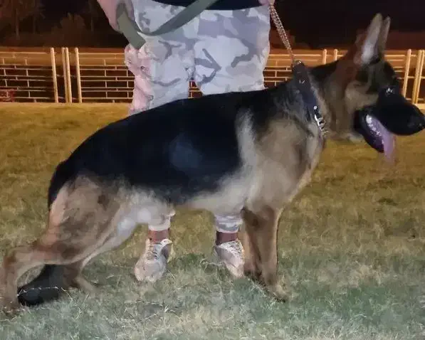 سگ ژرمن شولاین کینگ|سگ|آبادان, |دیوار