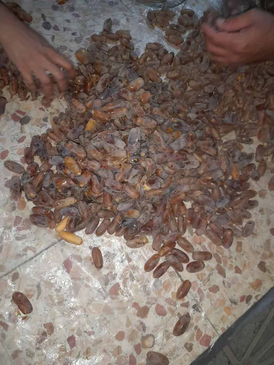 خرما|حراج|جهرم, |دیوار
