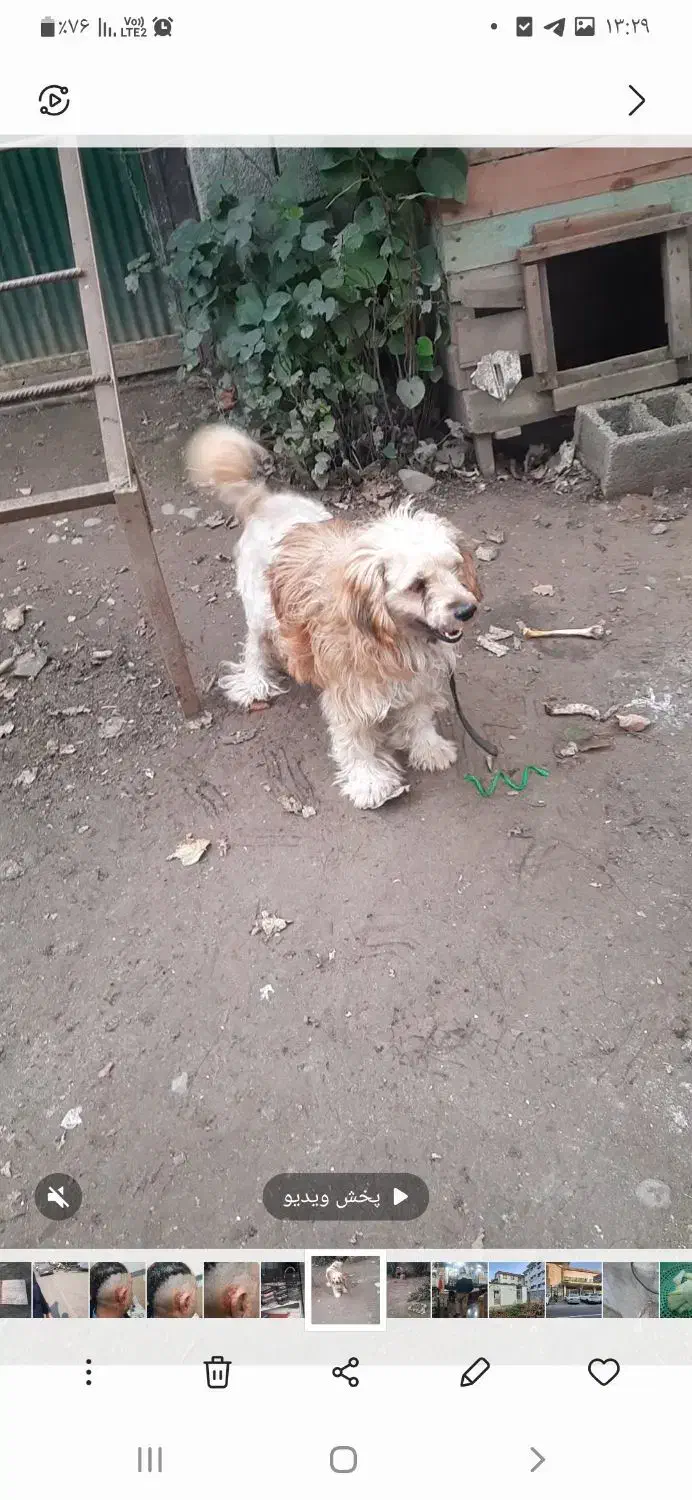 سگ پشمالو گم شده همراه با مژدگانی برای یابنده|سگ|تالش, هشتپر|دیوار