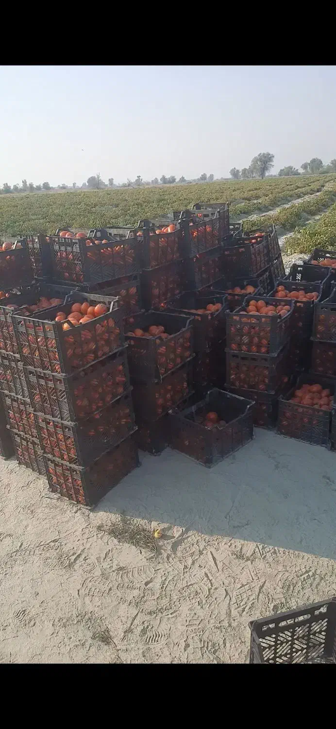 اجاره زمین کشاورزی|اجارهٔ دفتر صنعتی، کشاورزی، تجاری|میناب, |دیوار