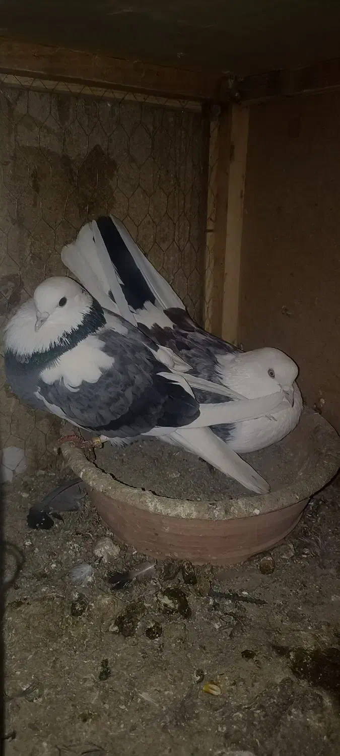 کبوتر|پرنده|آفتاب, |دیوار