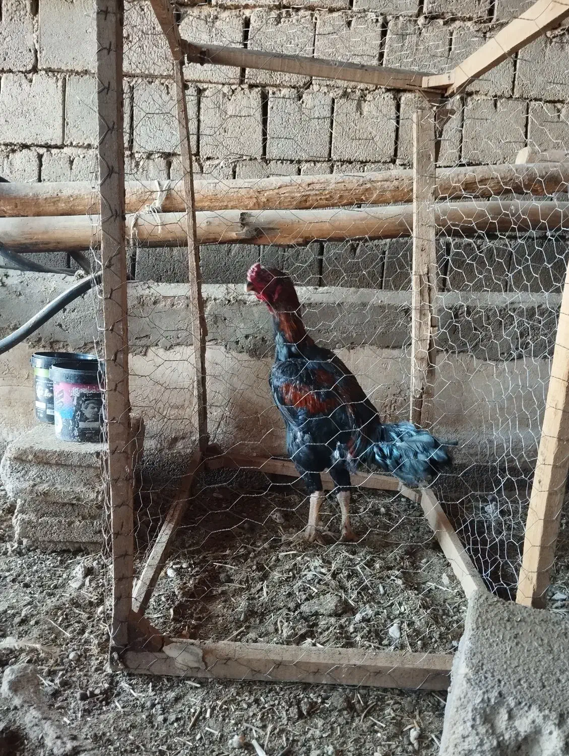 خروس|حیوانات مزرعه|شاهین دژ, |دیوار