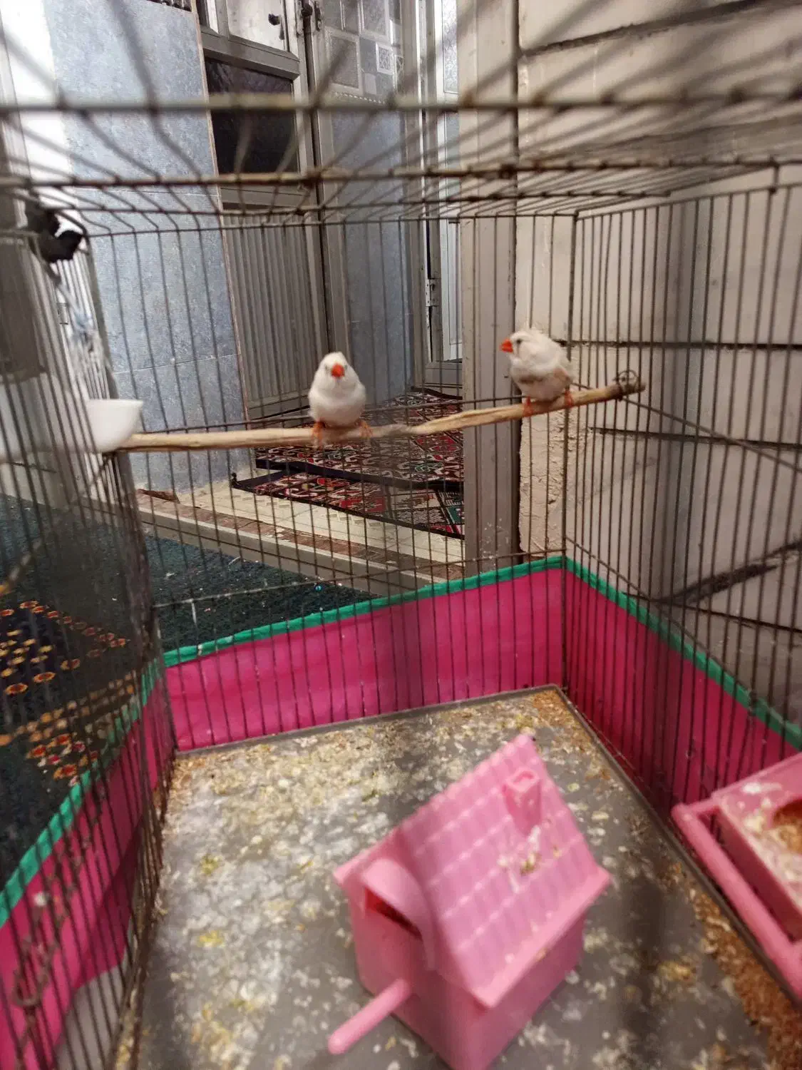 فنچ|پرنده|زرند, |دیوار