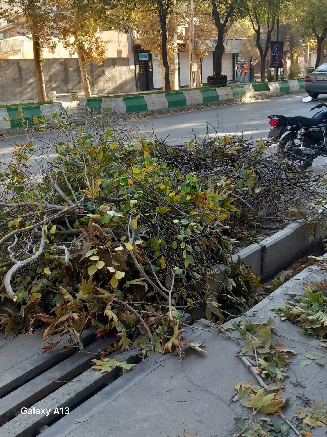 هرس و شاخه های اضافی درخت و مو انگور|خدمات باغبانی و درختکاری|بروجرد, |دیوار