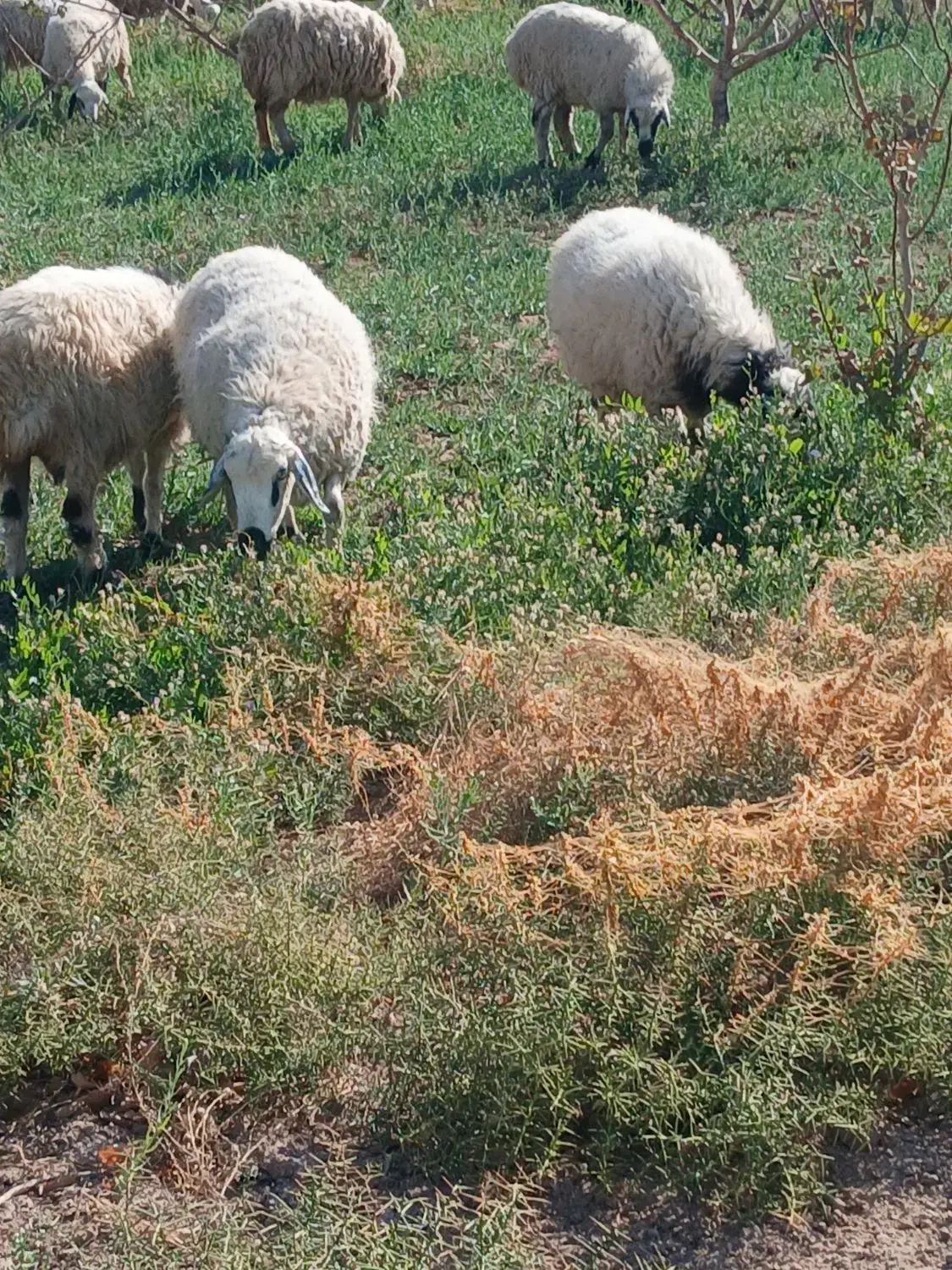 فروش ۵۰ راس میش داشتی|حیوانات مزرعه|زید آباد, |دیوار