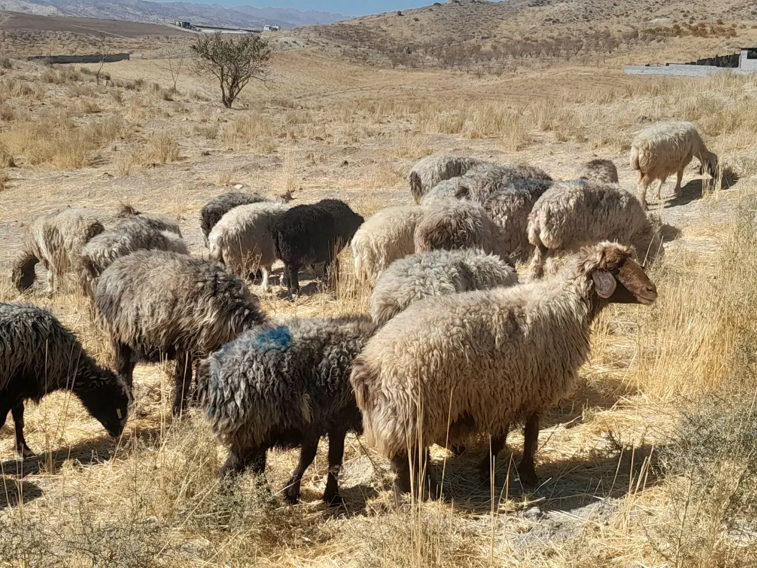 میش داشتی|حیوانات مزرعه|ارژن, |دیوار