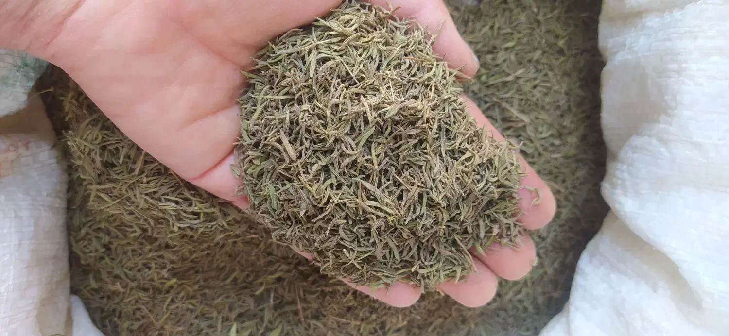 اویشن، بادام تلخ، لوبیا|حراج|لردگان, |دیوار