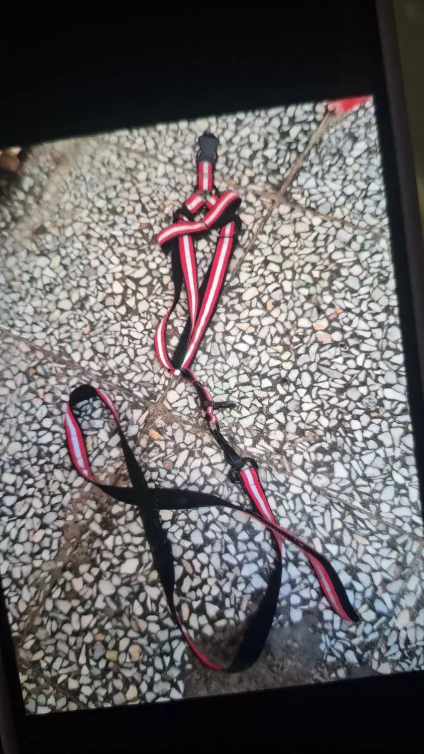 وسایل سگ|لوازم جانبی حیوانات|اصفهان, امیرعرب|دیوار