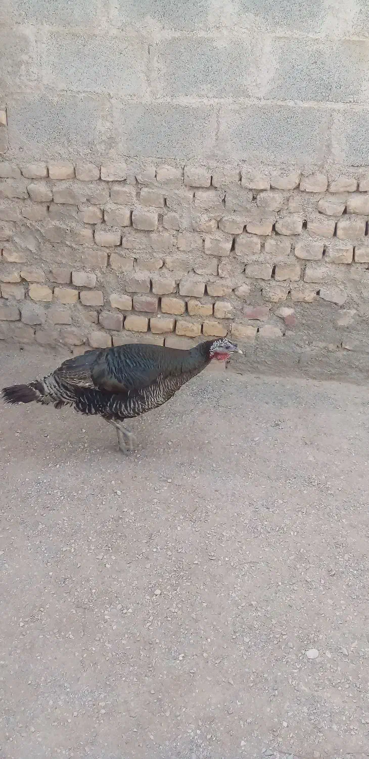 فروش بوقلمون برنز|حیوانات مزرعه|زیرکوه, |دیوار