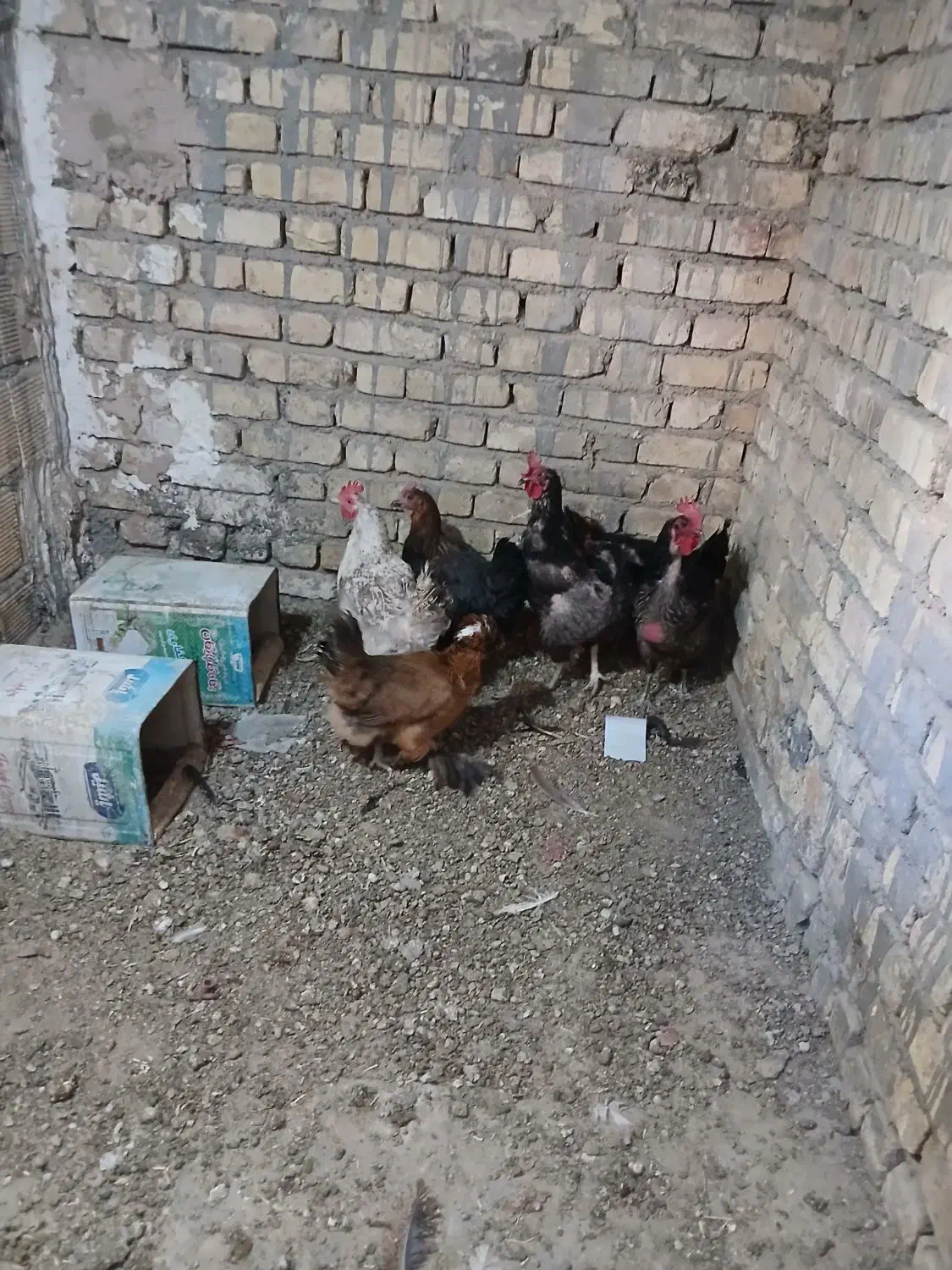 مرغ بومی تخمگذار|حیوانات مزرعه|لنجان, |دیوار