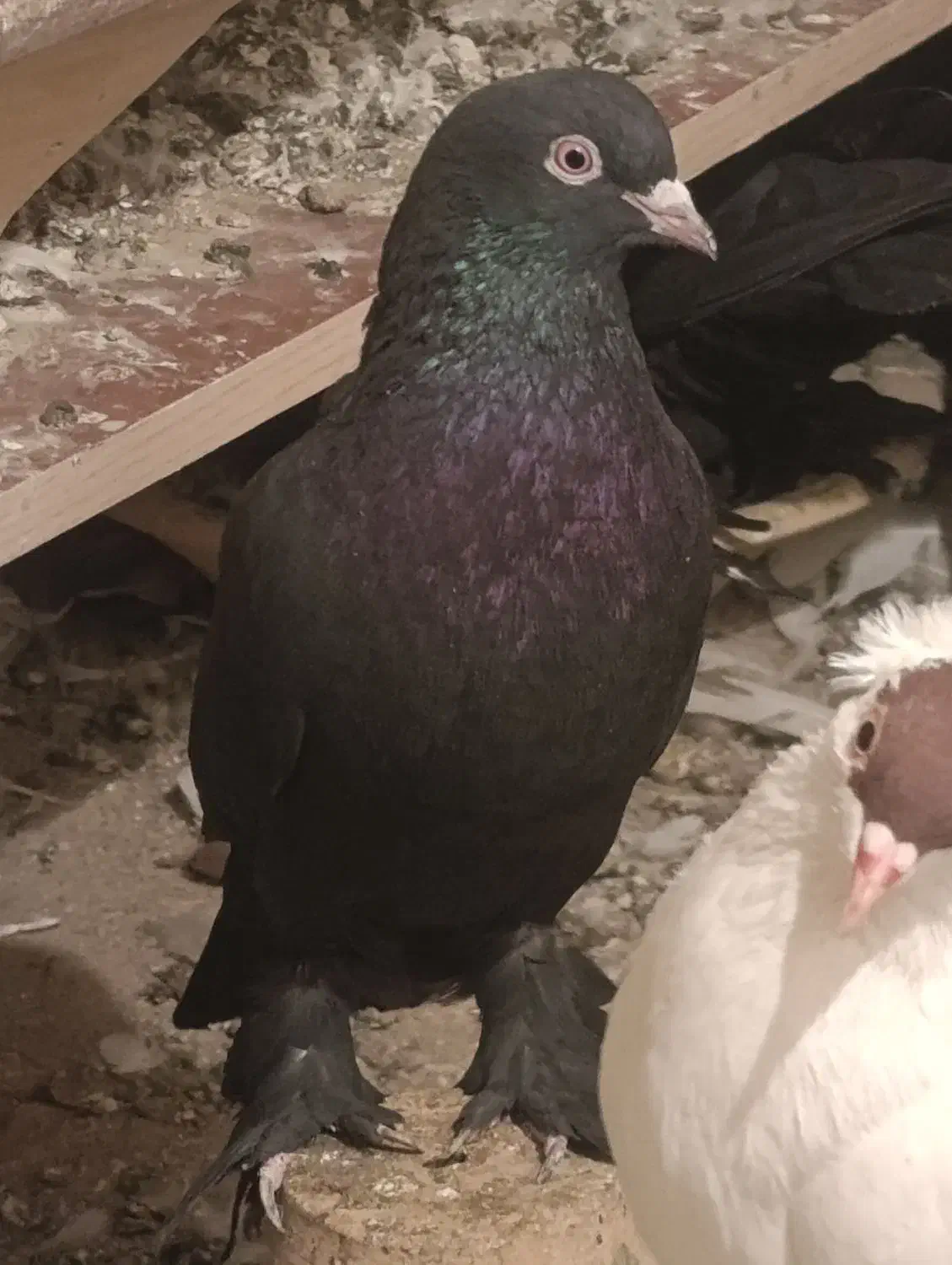 قره لوتی|پرنده|خسروشاه, |دیوار