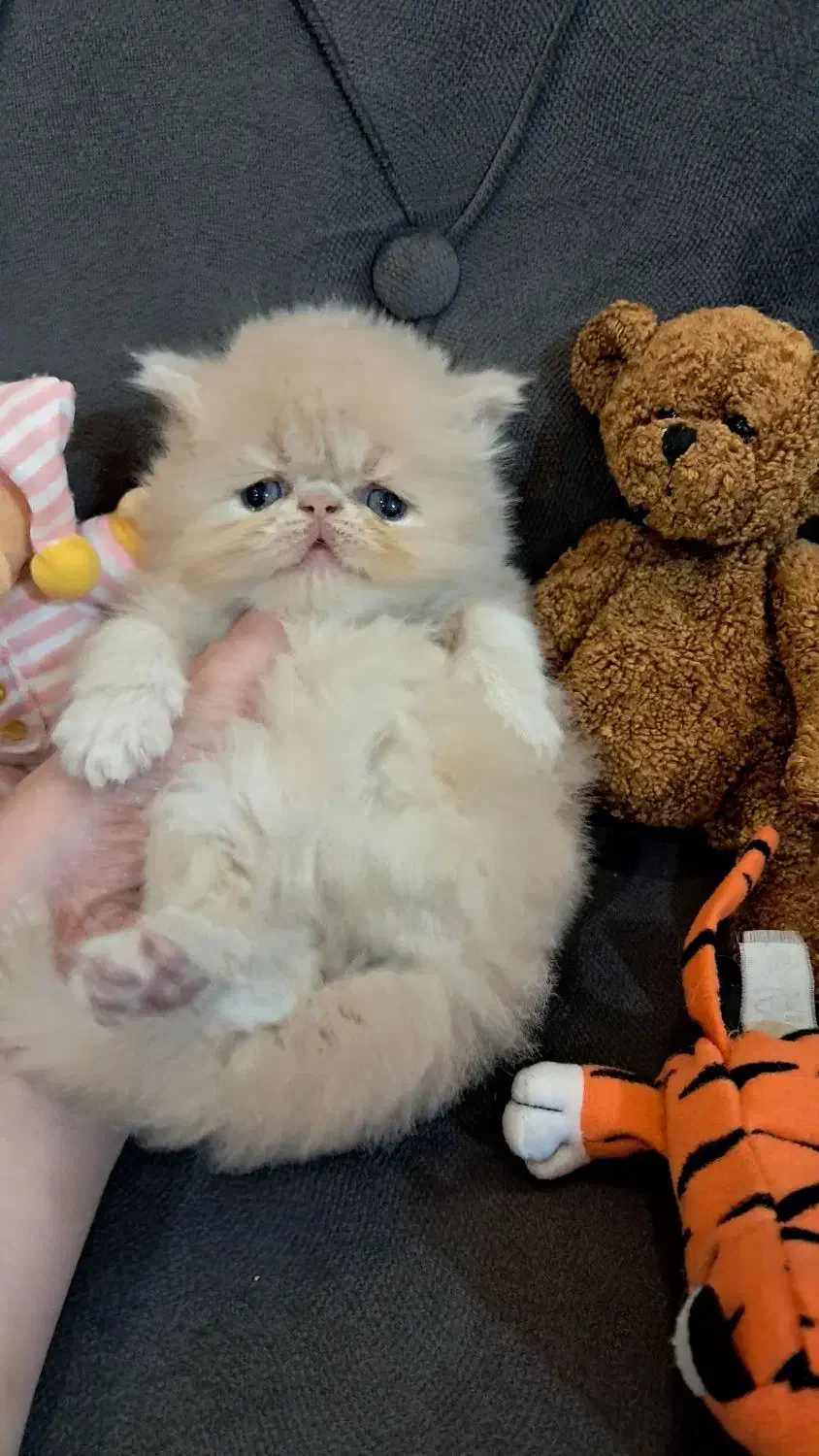 پرشین طلایی|گربه|رشت, کوی حسینی|دیوار