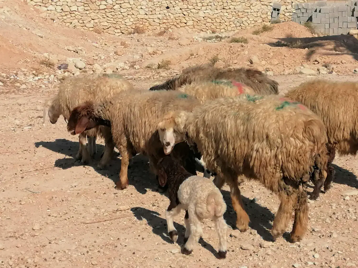 فروش 36گله میش داشتی ابستن و بره دار بختیاری|حیوانات مزرعه|کازرون, |دیوار