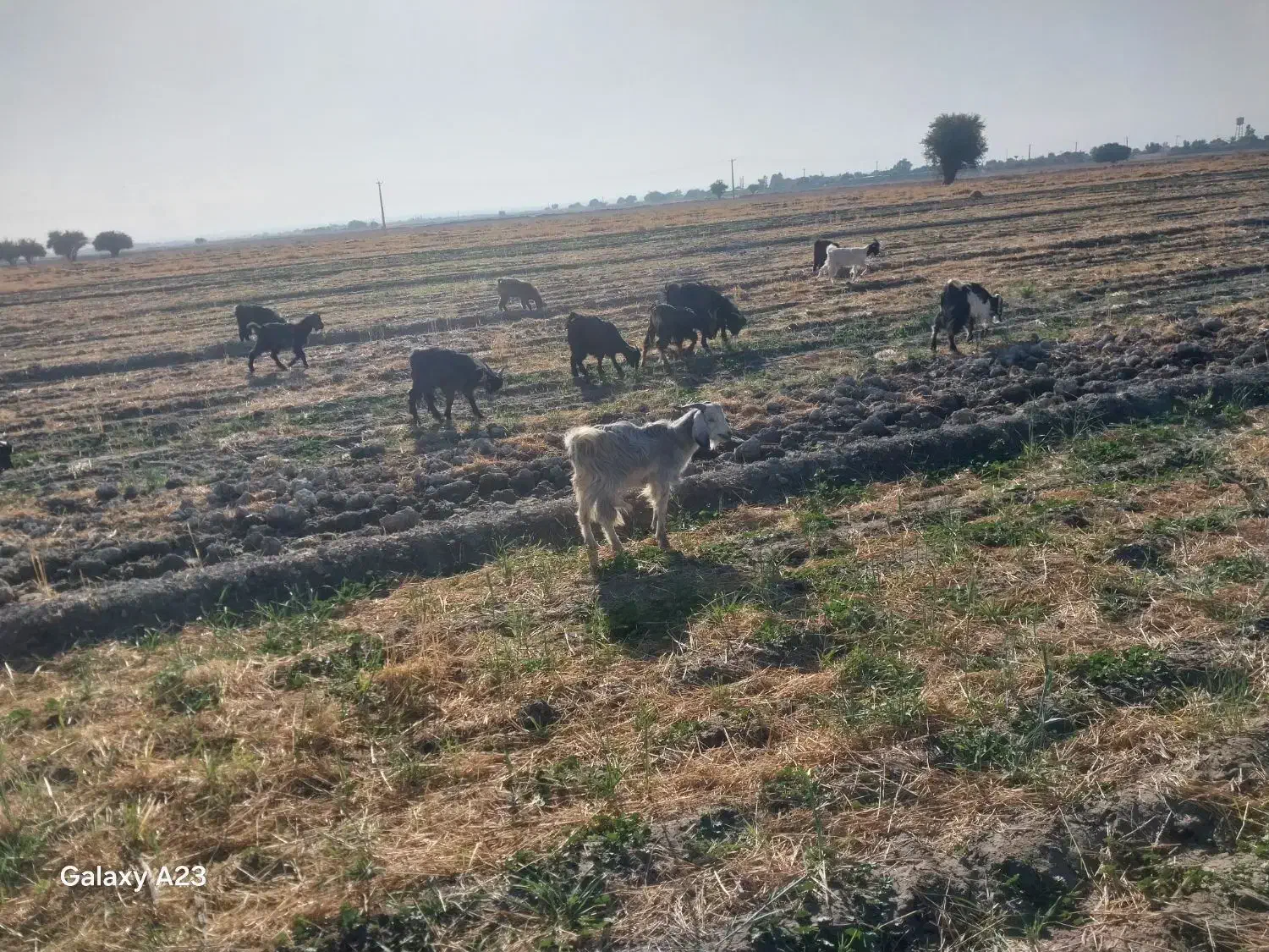 فروش بزغاله پرواری|حیوانات مزرعه|رامهرمز, |دیوار