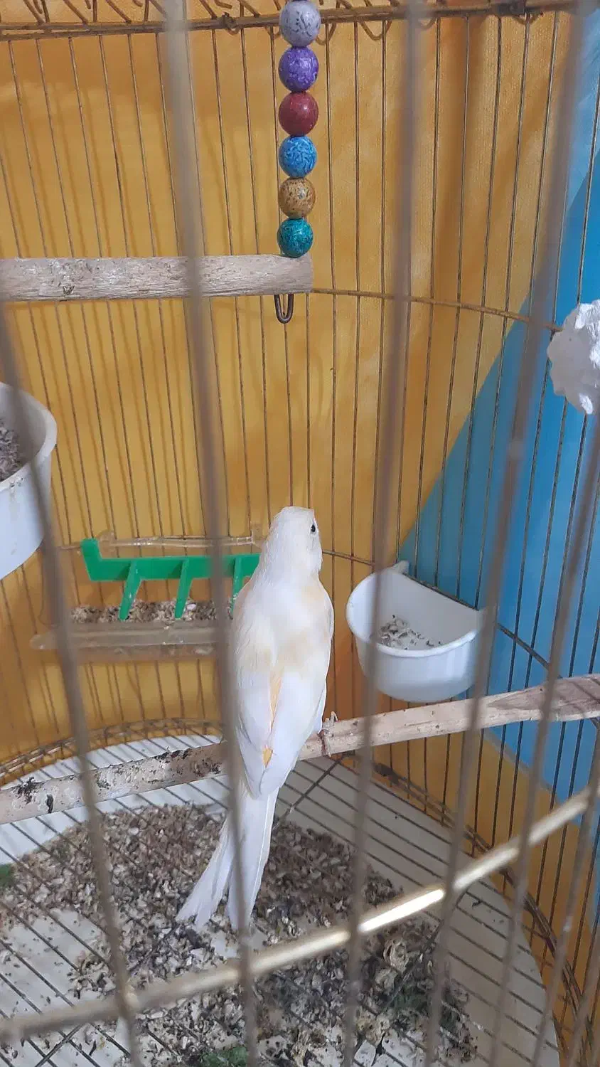 قناری ماد مست|پرنده|مشهد, رضاییه|دیوار