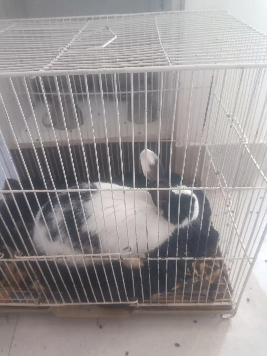 خرگوش|موش و خرگوش|تربت جام, شهید غلام زاده|دیوار