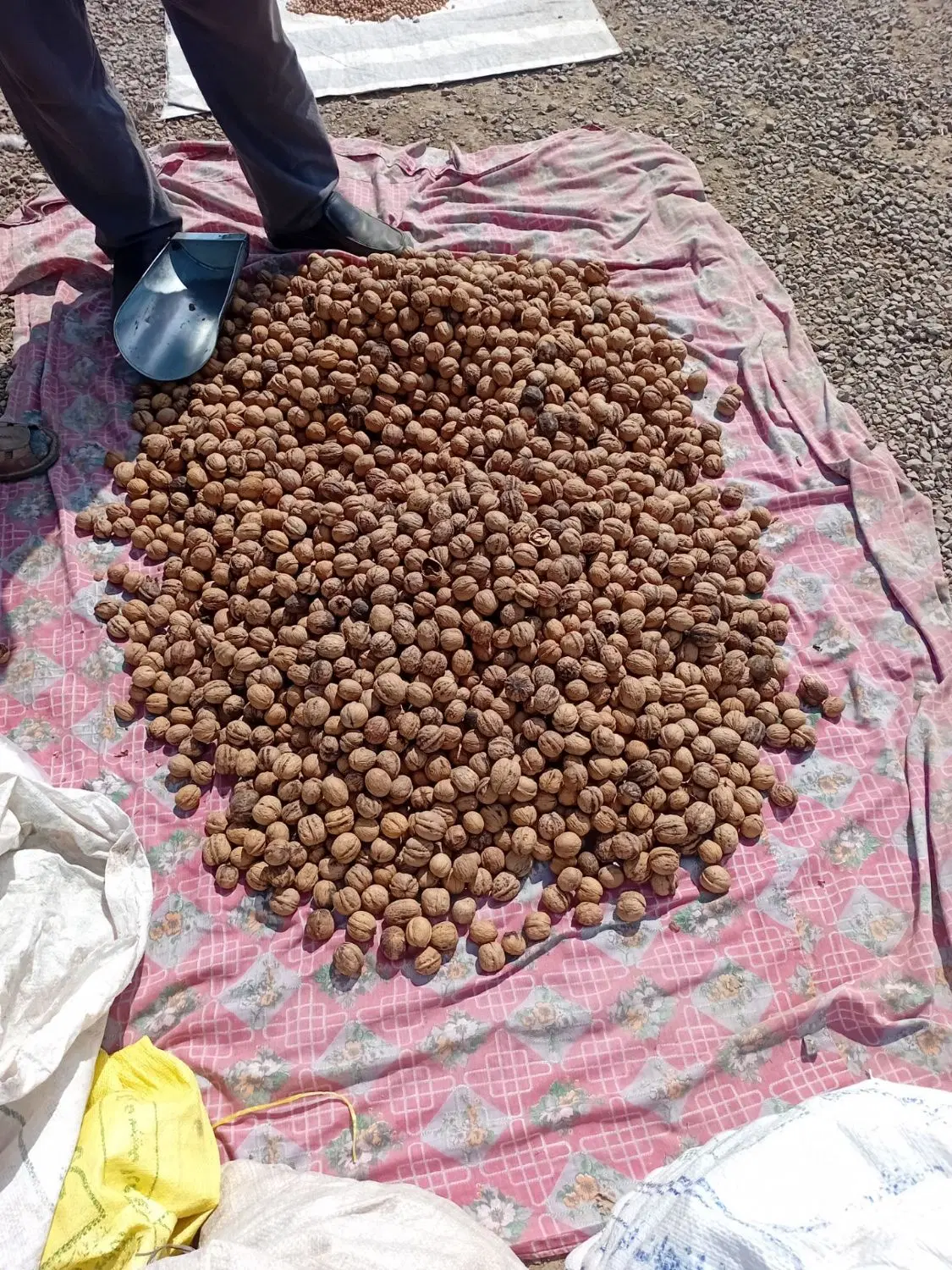گردو کاغذی|خوردنی و آشامیدنی|تهران, فرودگاه مهرآباد|دیوار