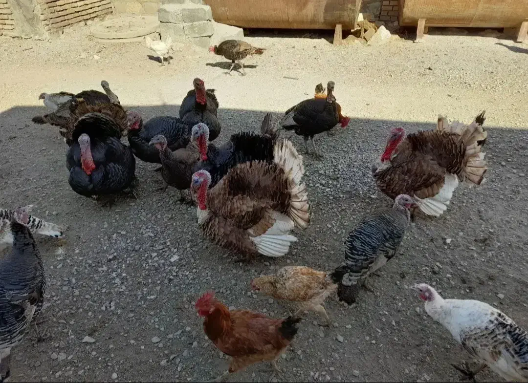 بوقلمون محلی سالم|حیوانات مزرعه|ماهیدشت, |دیوار