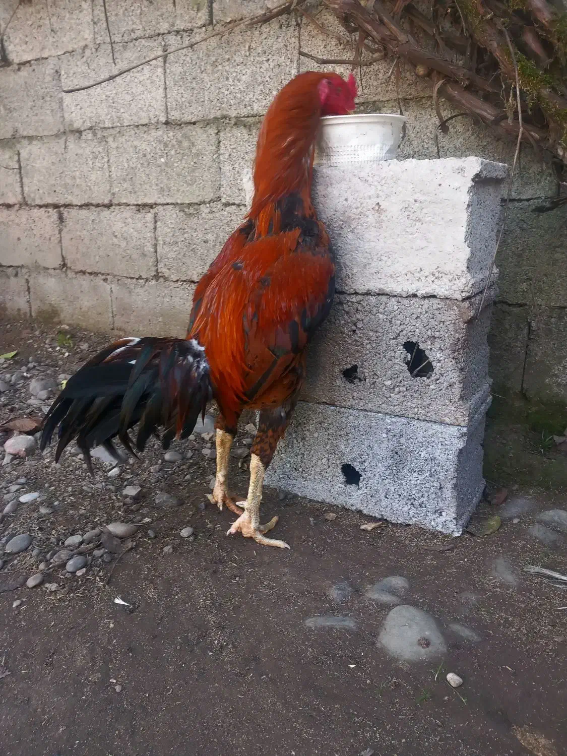 مرغ لاری و خروس لاری|حیوانات مزرعه|رشت, لاکانی|دیوار