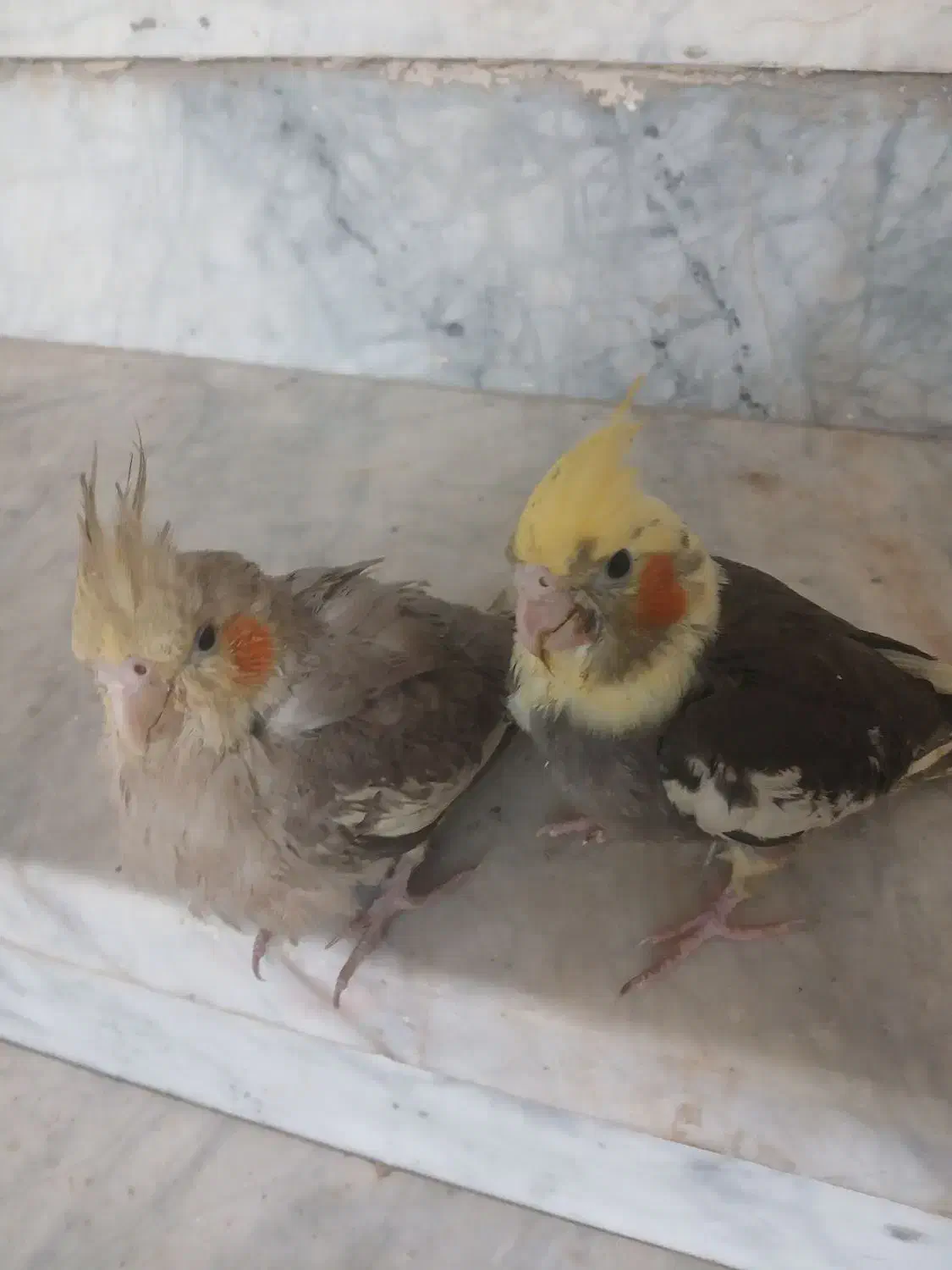 فوری .زیر قیمت بازار.بدلیل زیاد بودن پرنده هام|پرنده|بروجن, |دیوار